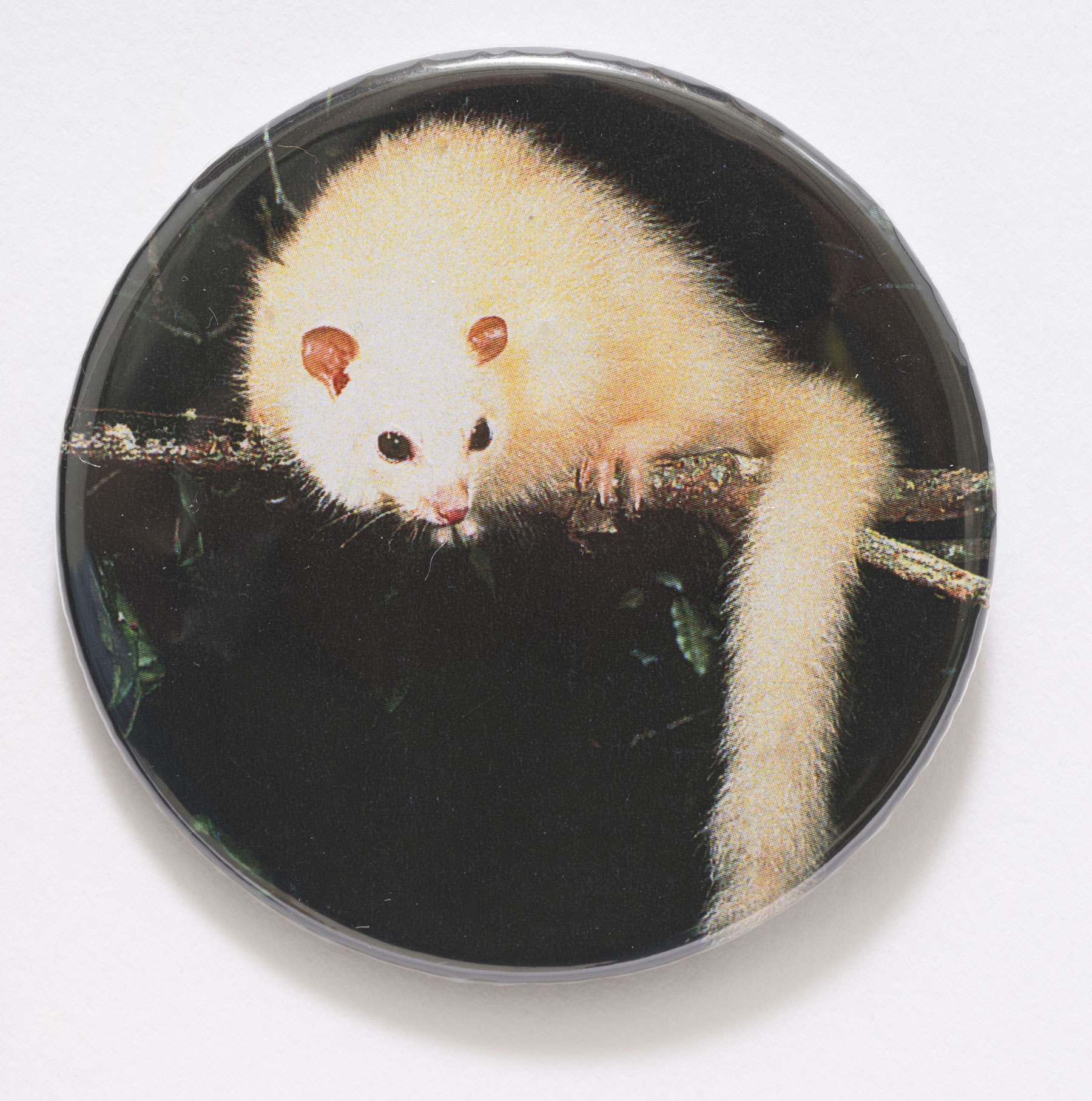 A badge with a picture of a white possum sitting on branch against a black background. A badge with a picture of a white possum sitting on branch against a black background.